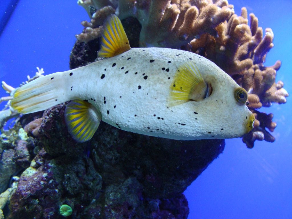 The poisonous pufferfish: Their true story - Gili Lankanfushi Maldives