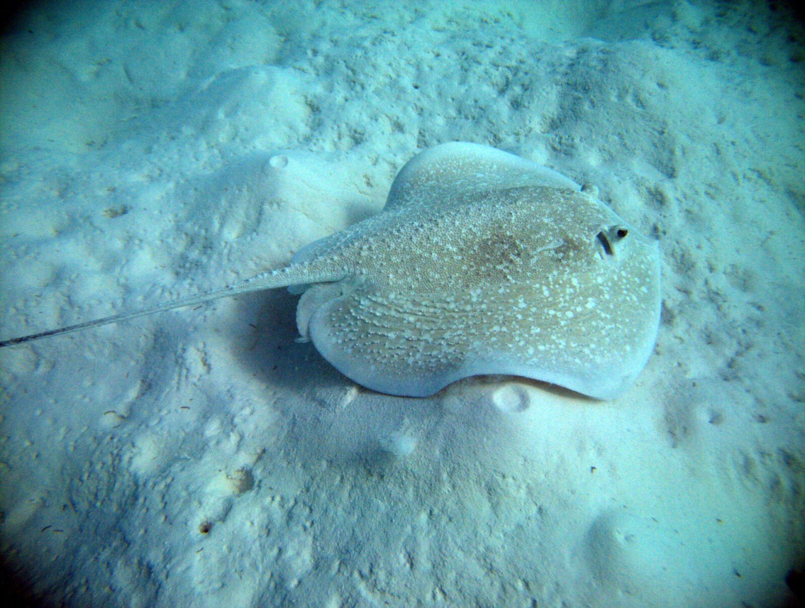 Rays and Stingrays Identification Guide