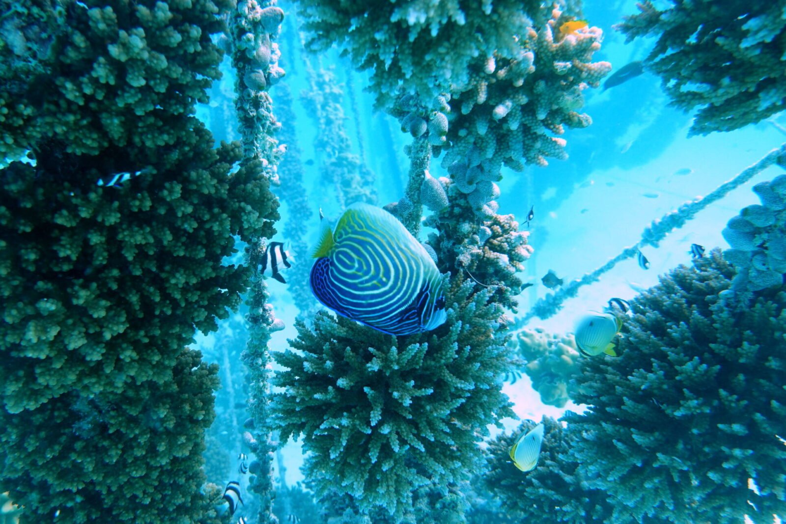 baby emperor angelfish