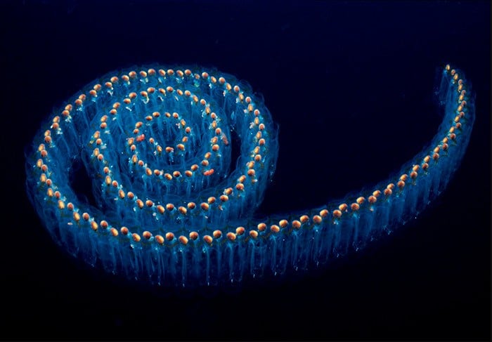 Spotted! Salp bloom at Gili House Reef - Gili Lankanfushi Maldives