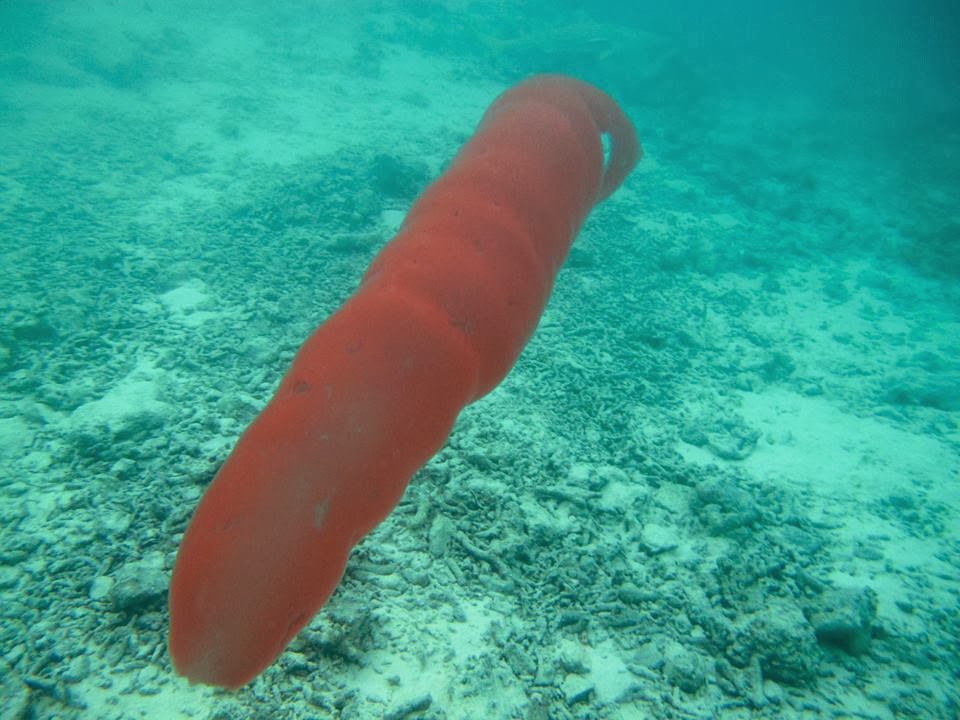 Our guests meet Pyrosomes