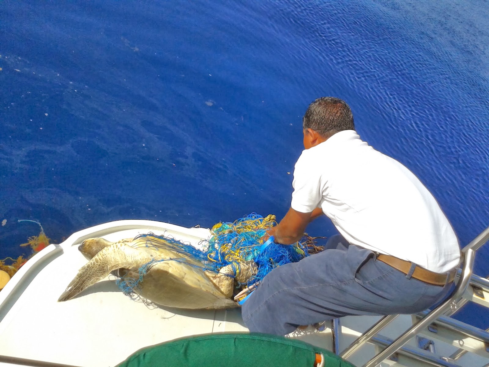 Gili boat crew saves 1 Olive Ridley Turtle from a Death Trap