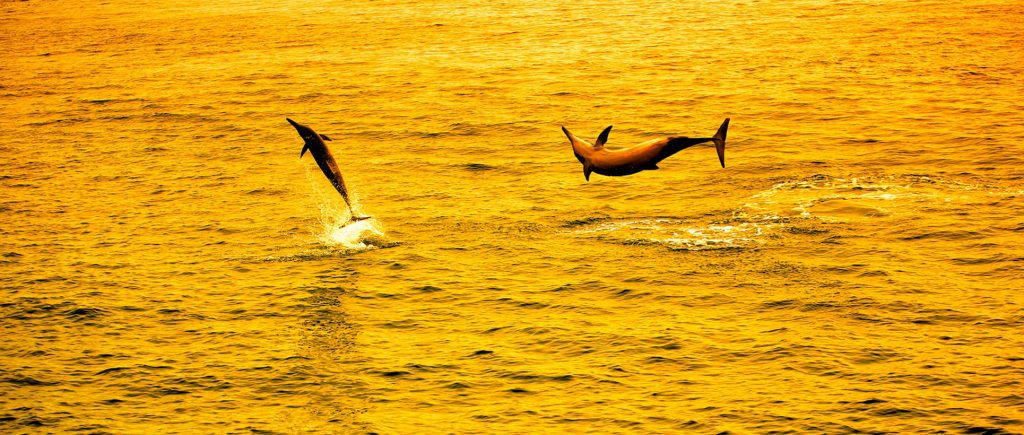 Dolphin encounters in Maldives