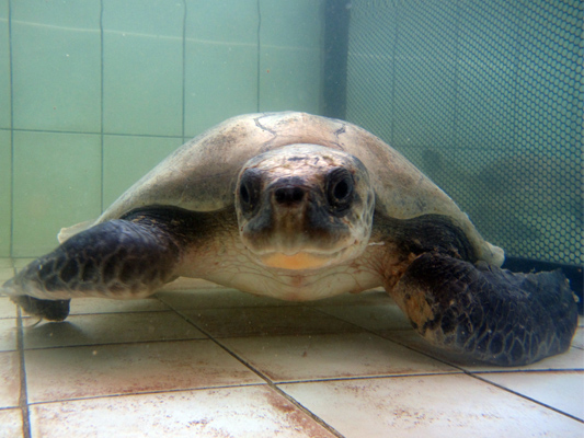 Chippy, the big Olive Ridley is well taken care of