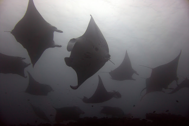 Unbelievable Manta Ray Sightings!