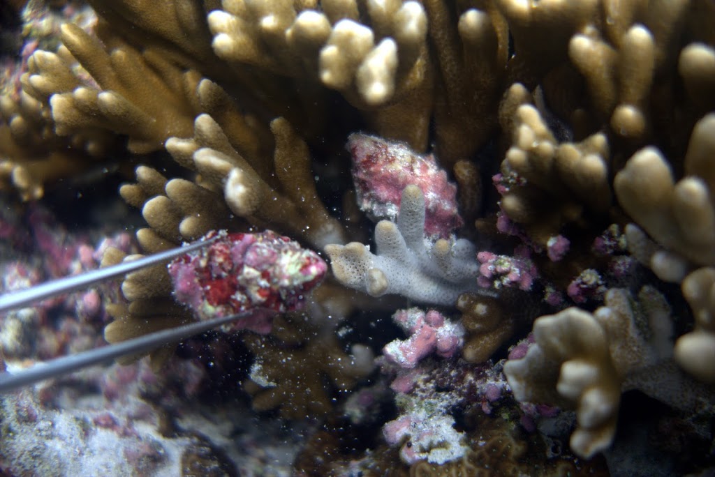 Drupella Removal Expedition: Gili Hosts Help Save our Coral!