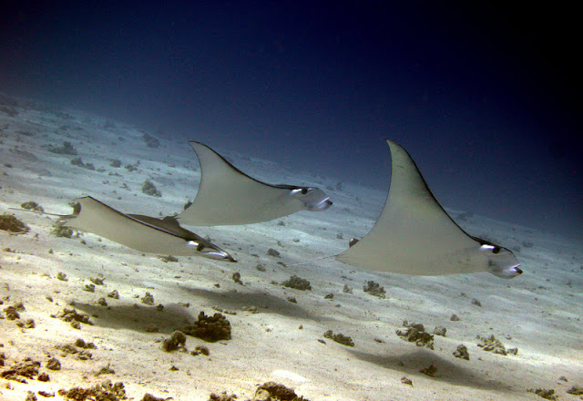 Gili rays- a lot of confusion!