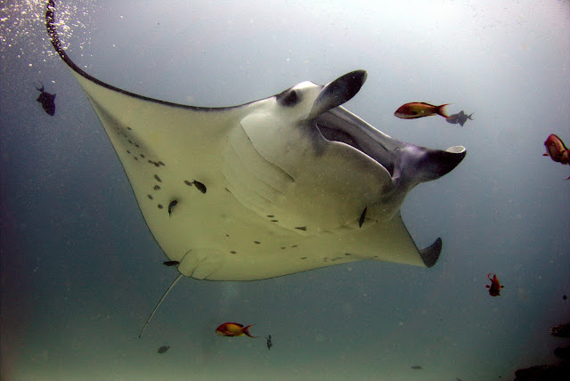 Mantas of Rasfari