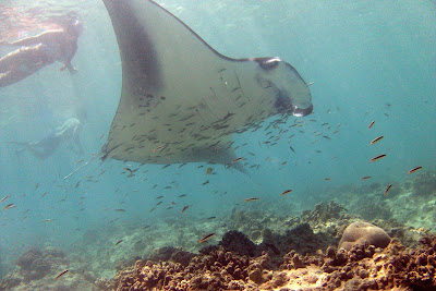 Manta Mania at Gili Lankanfushi