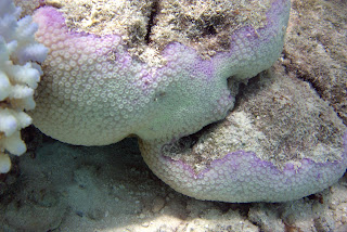 Coral Bleaching Basics & the 2016 El Nino