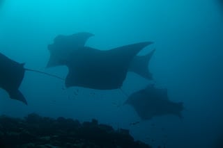 Week 2 as the Marine biology intern.