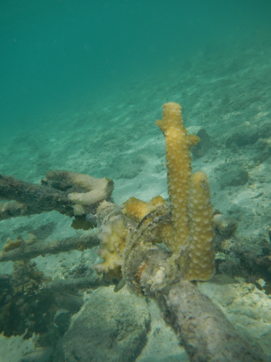 Update on the coral trays planted on the Earth day 2012