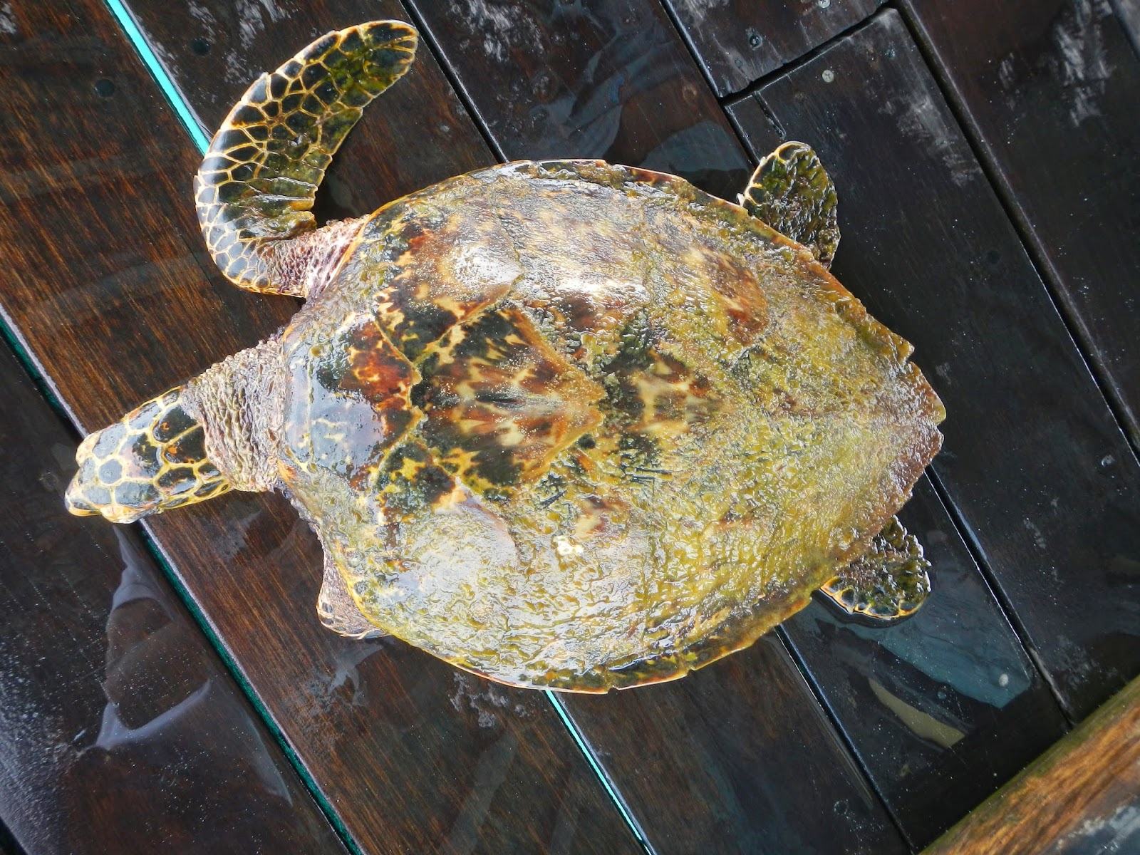 A Hawskbill sea turtle rescued