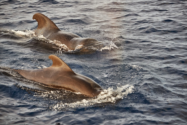 Pilot Whale Cruise