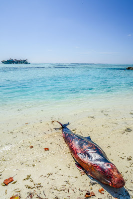 Unfortunate visitors; dwarf sperm whale, and an Olive Ridley sea turtle