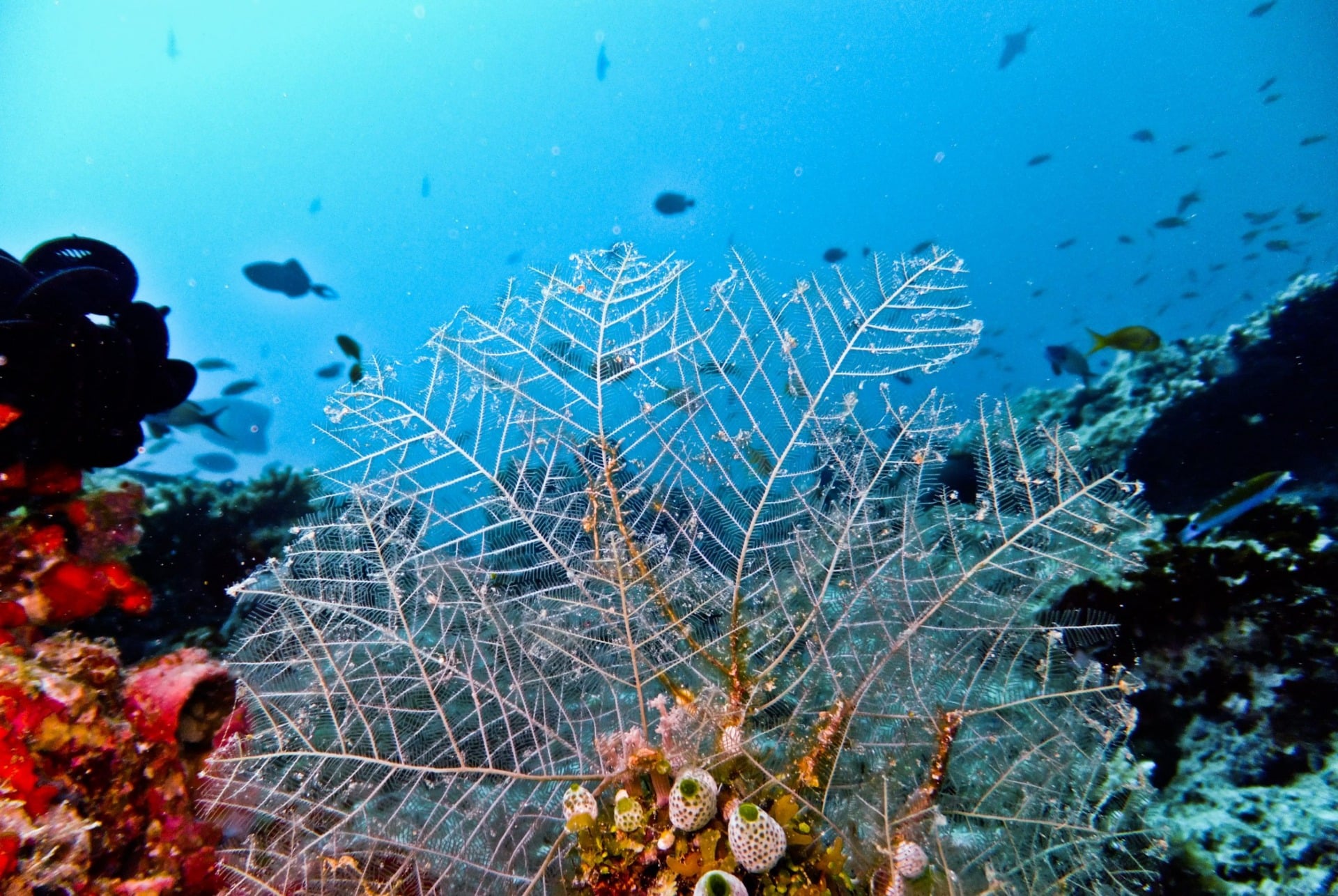 Gili Ocean Week – Mindful Island Experiences