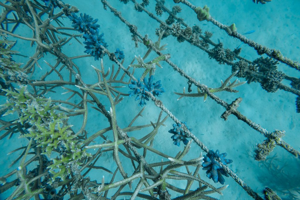 Coral Bleaching