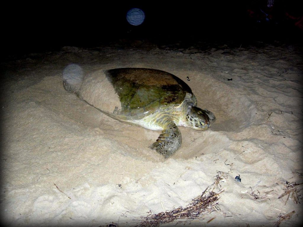 Green Sea Turtle Nesting on Earth Day 2018