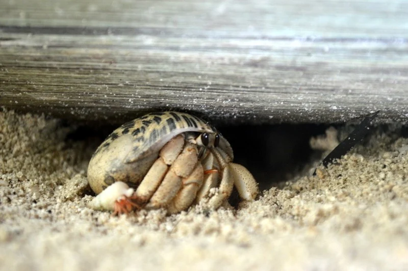 Common crabs encountered in the Maldives