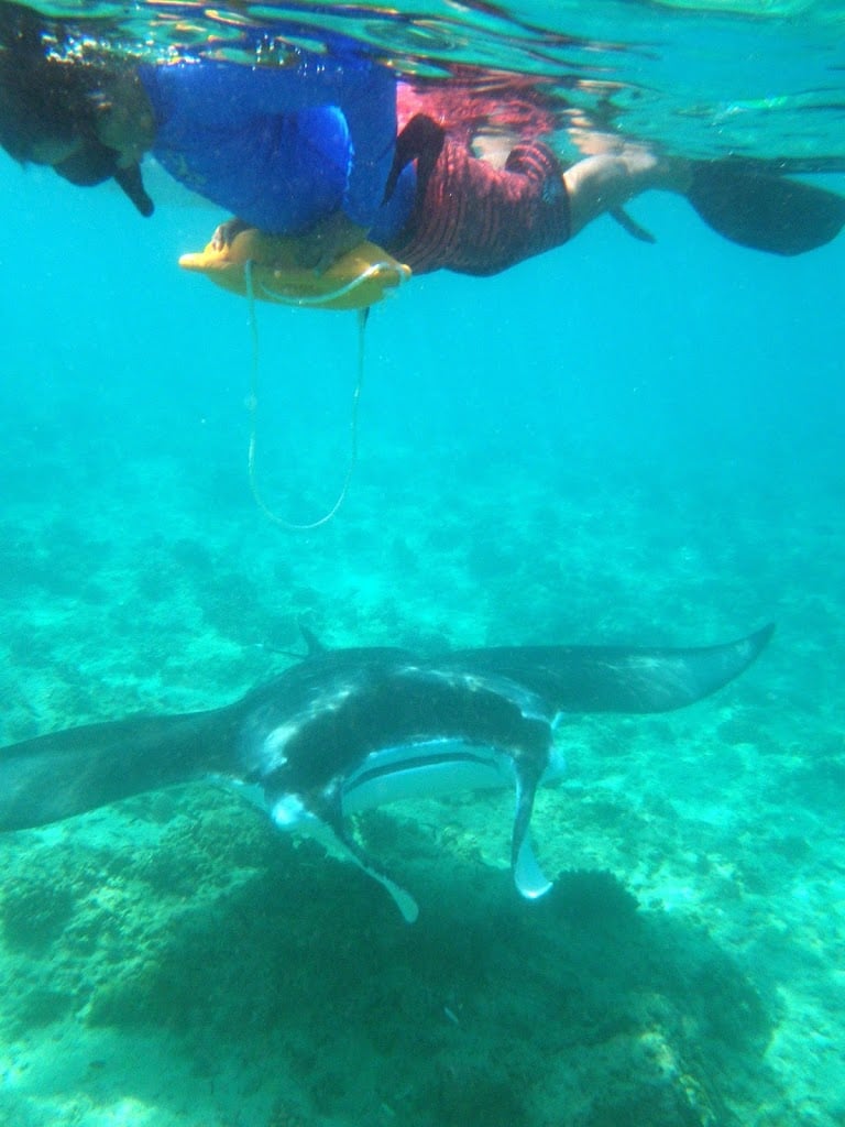 Majestic Mantas of North Male Atoll