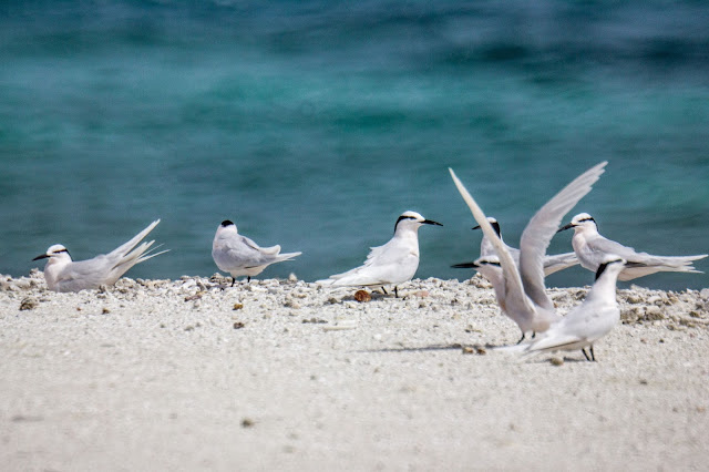 Visiting seabirds on One Palm Island