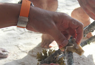 Planting Coral for the Earth…
