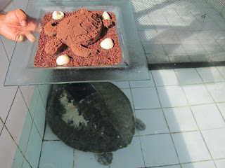 The rescued turtles have healed! Track Chippy’s journey