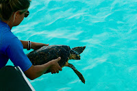 Rescued turtle released after 4 months of rehab!