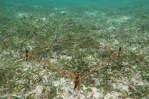 Seagrass Awareness Month