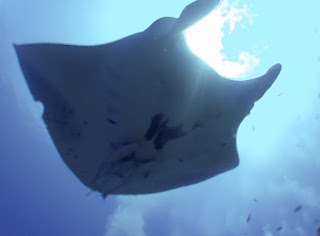 Manta rays – coming soon