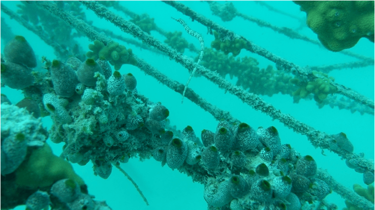 The green barrel sea squirt: an amazing creature but a nuisance for our coral lines!