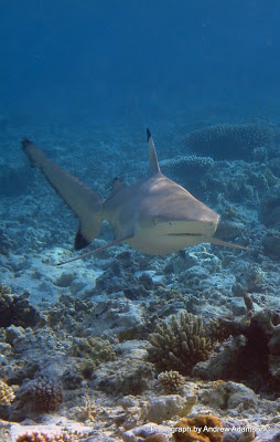 A race against the time to ensure shark and manta protection ! It’s shark and manta ray week at Gili Lankanfushi