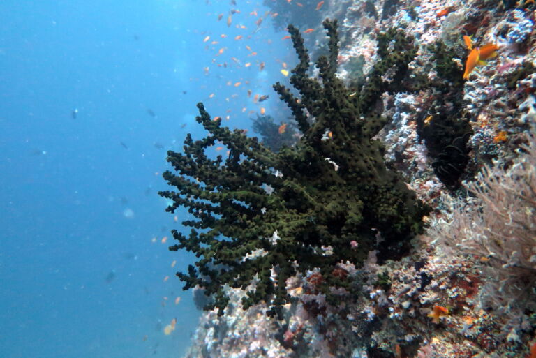 Black Sun Coral (Tubastrea micranthus): the future of coral reefs?