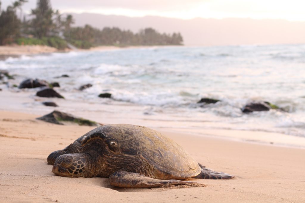 The Heat Is On: Sea Turtles Are Becoming Mostly Female Due To The Earth’s Warming Climate