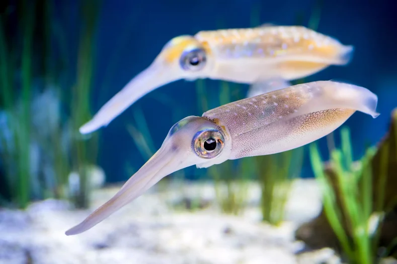 Pseudomorphs: a Tale of the Bigfin Reef Squid