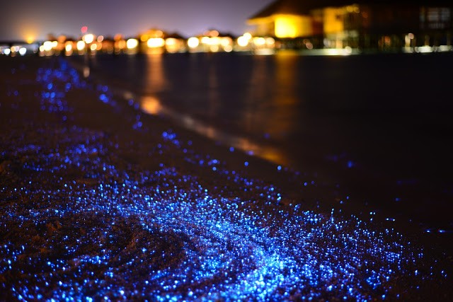 Why Bioluminescence Evolved to Be Red Light, and Blue