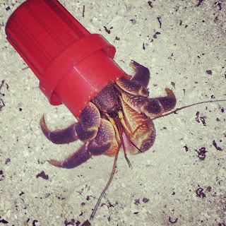 A hermit crab makes a plastic home. We dive against debris.