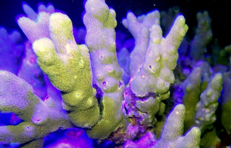 Coral fluorescence at Gili Lankanfushi