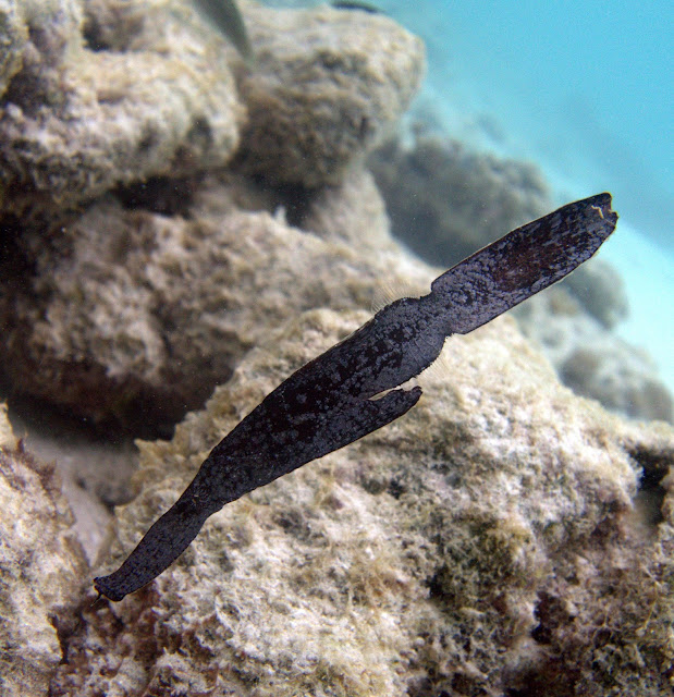 Macro In the Maldives