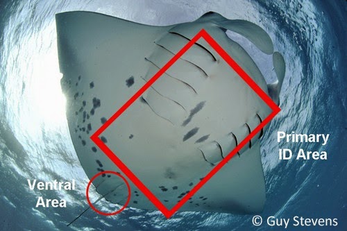 Gili Identifies a New Manta Ray!