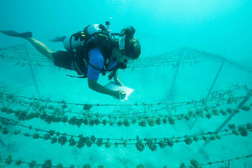 Coral Colonies of Hope