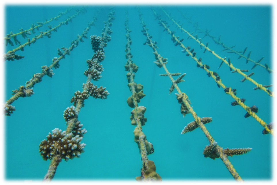 Over 1000 corals in the nursery!