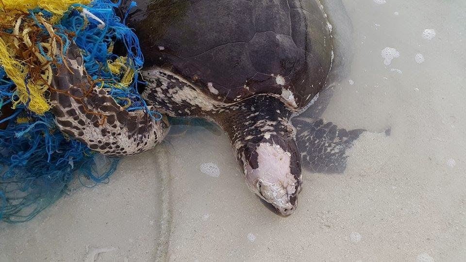 Good News and Bad News: Turtle Update