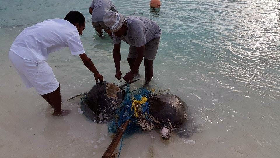 Housekeeping Hero’s Save Two More Olive Ridleys