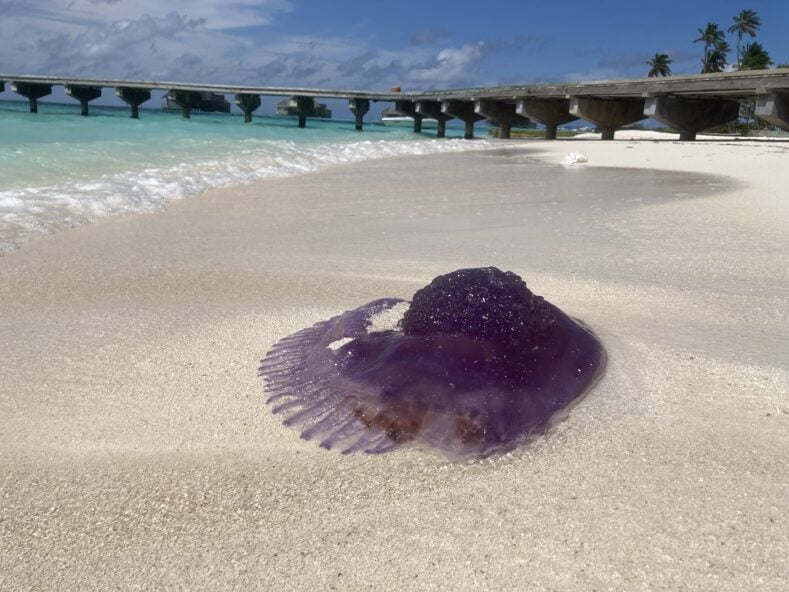 What’s Washing Up: The marvelous purple crown jellyfish