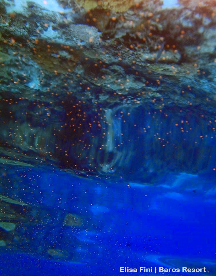 Coral Spawning