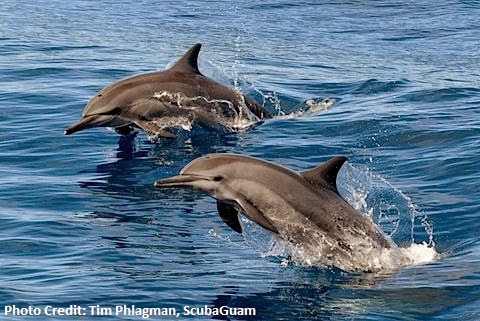 New Dolphin Watching Code of Conduct