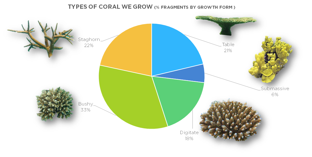 Coral Lines: How are we doing so far ?