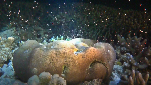 We have witnessed the elusive coral spawning event this week 