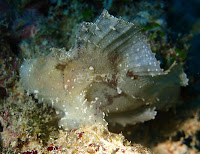 Our Dive Centre base leader Satoko: Diving for leaf fish…